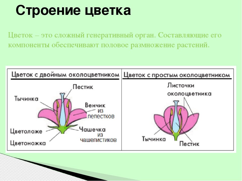 Генеративные органы капли масла. Обоеполый цветок с двойным околоцветником. Обоеполые с двойным околоцветником с простым. Строение цветков с двойным и простым околоцветником. Строение цветка околоцветник схема.