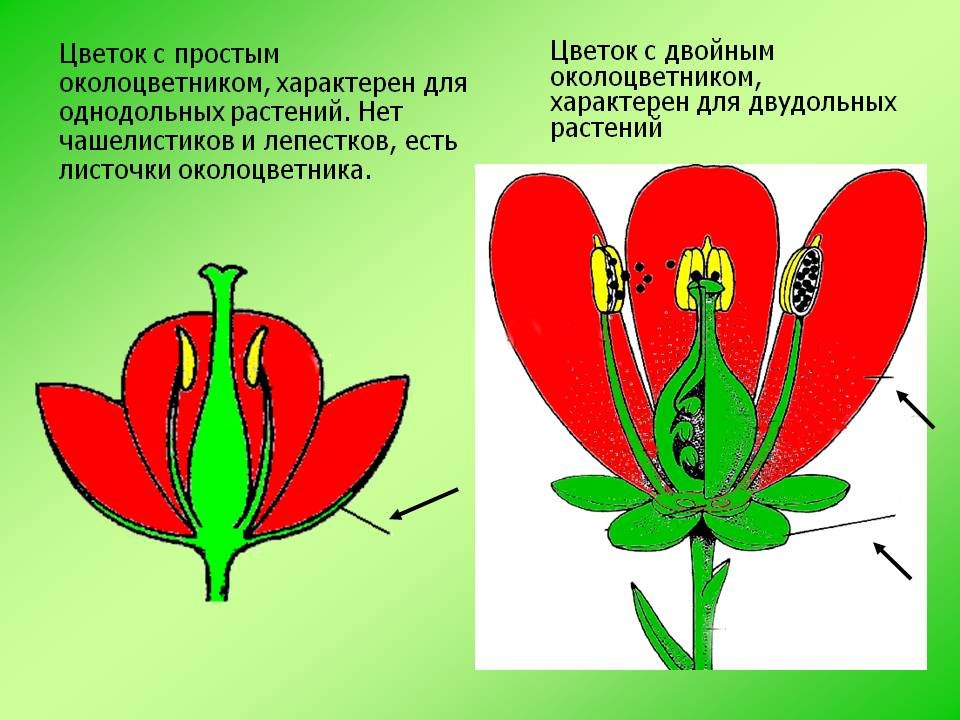 Для всех представителей класса характерно наличие околоцветника. Строение цветка двудольных растений. Строение цветка однодольных. Цветок с двойным околоцветником у двудольных. Околоцветник однодольных растений.