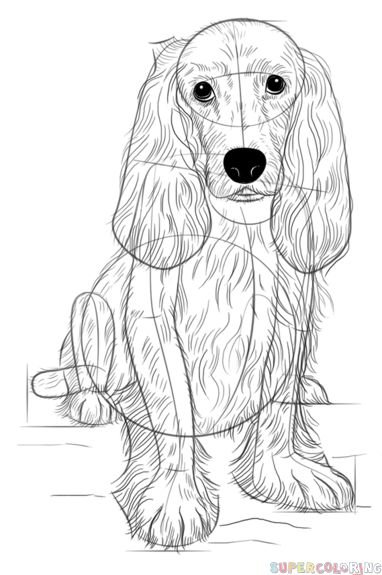 Раскраски собаки английского кокер спаниеля