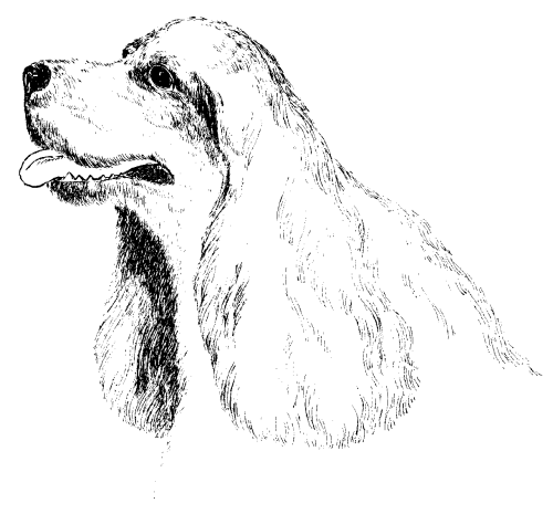 Кокер спаниель контур