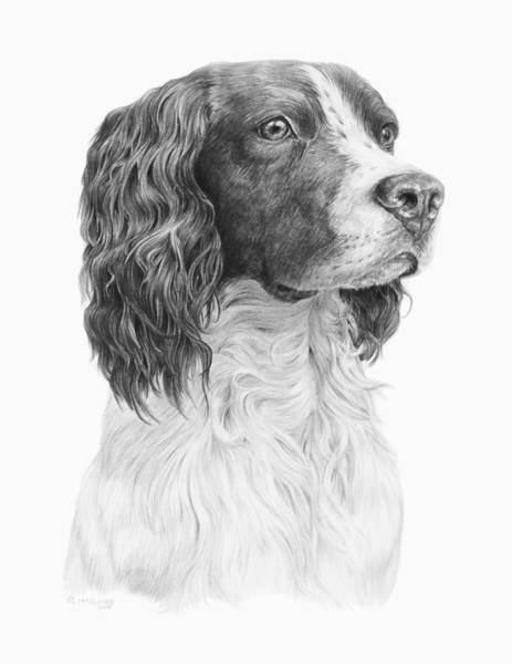 Кокер спаниель референс