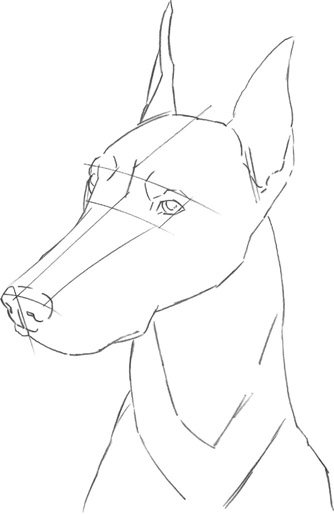 Доберман карандашом для срисовки