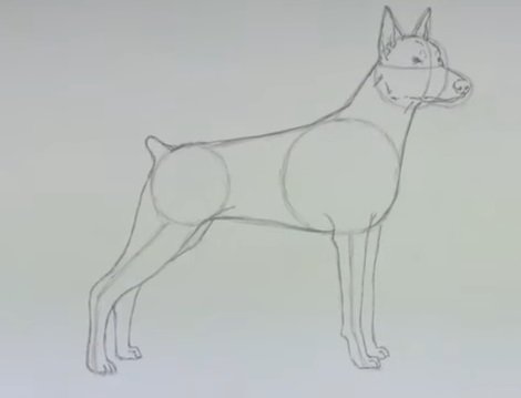 Поэтапное рисование добермана