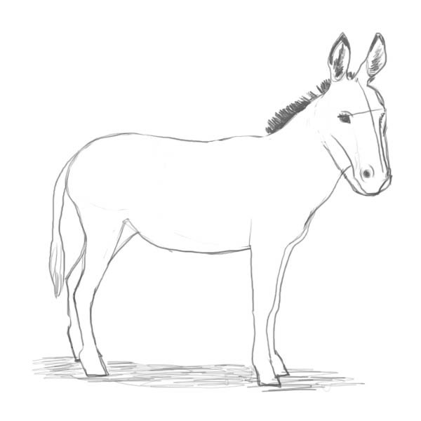 Ослик карандашом