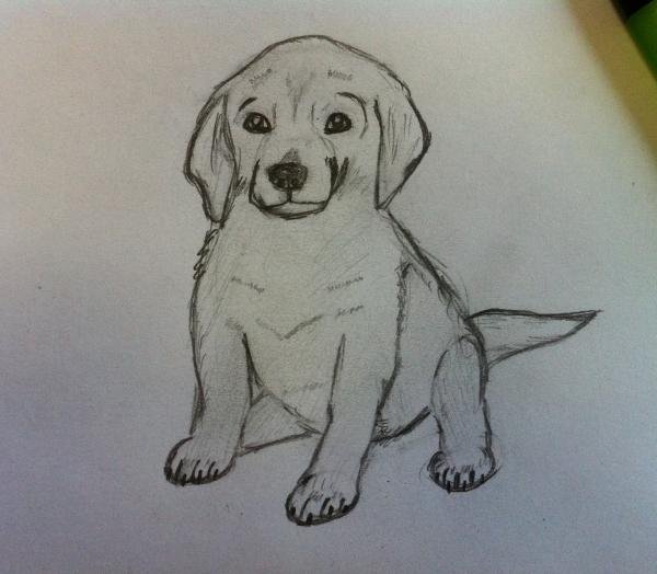 Рисунок собаки карандашом для срисовки 3 класс