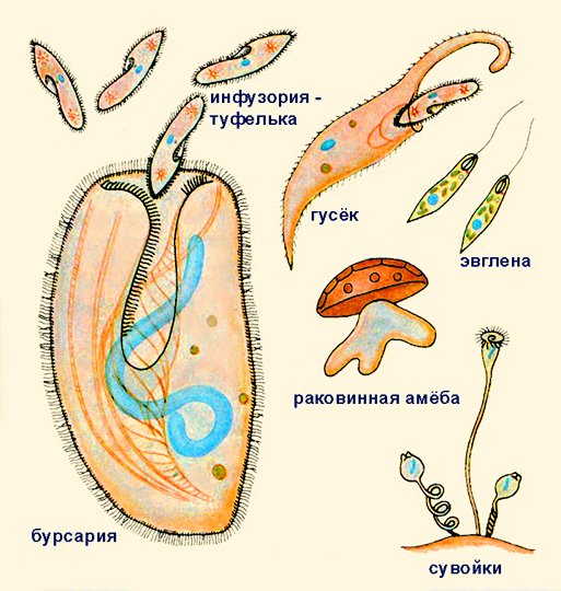Паразитические одноклеточные животные