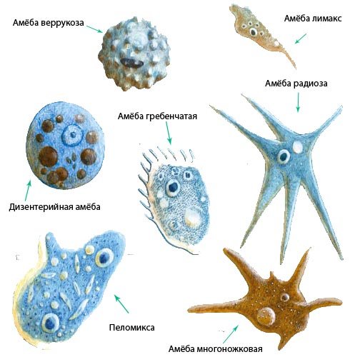 Паразитические одноклеточные животные