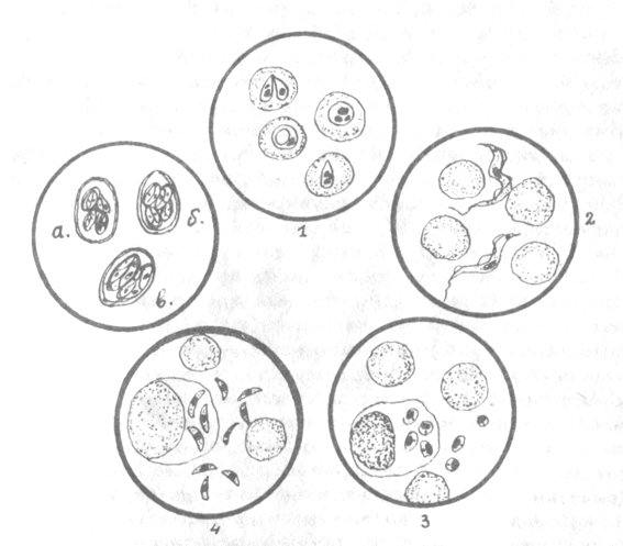 Лямблии кишечные протозоозы