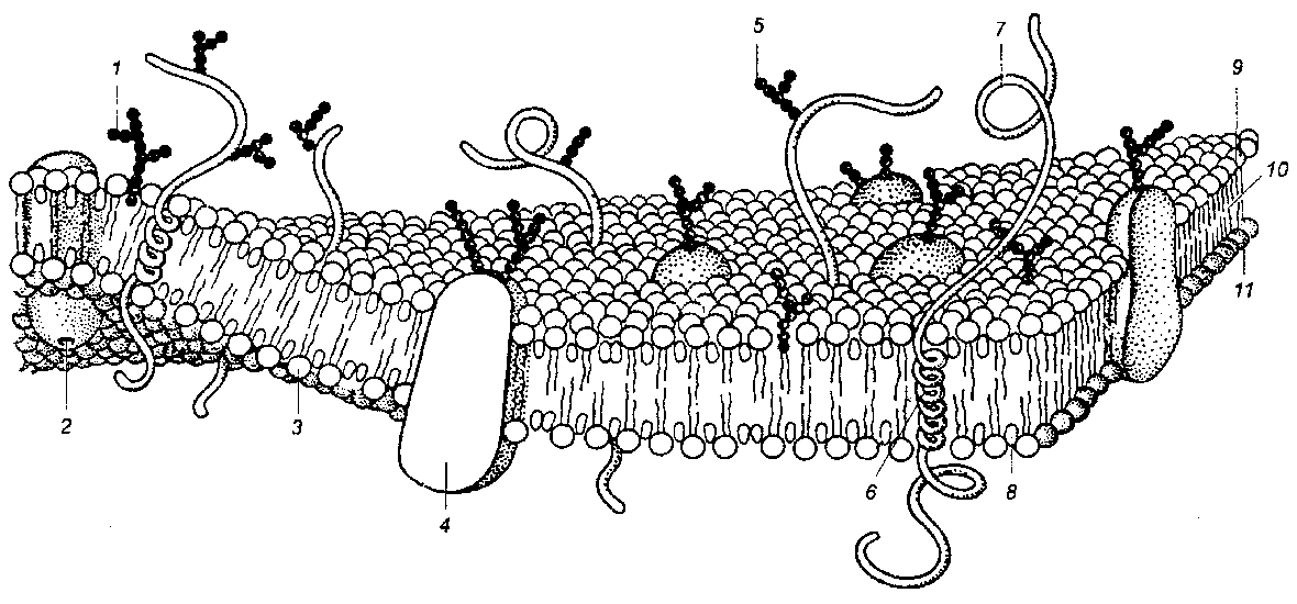 Модель мембраны клетки. Жидкостно-мозаичная модель строения плазматической мембраны. Модель плазматической мембраны. Плазматическая мембрана строение чб. Рисунок плазматической мембраны клетки.