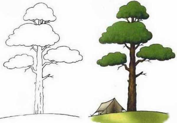 Поэтапное рисование сосны