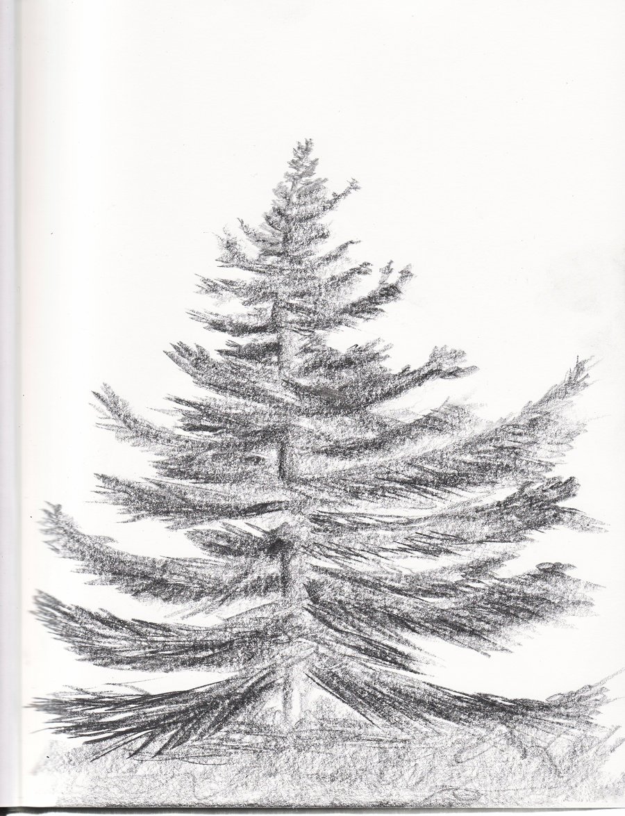 Рисование дерево ель