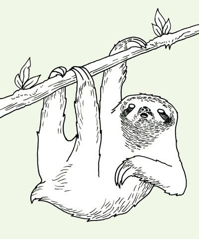 Ленивец рисунок карандашом
