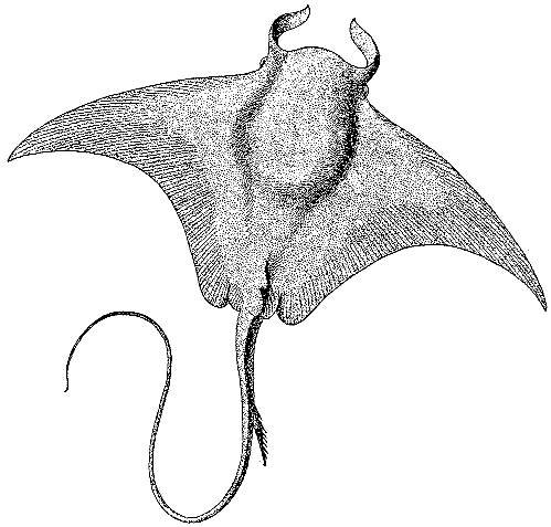 Скат карандашом