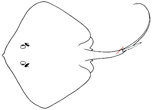 Скат контур