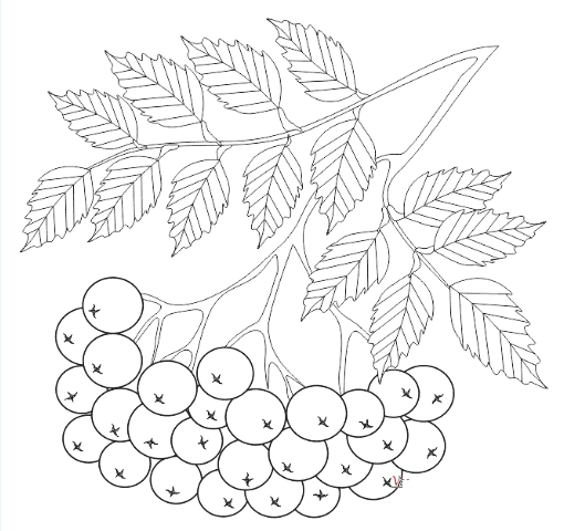 Гроздь рябины раскраска для детей