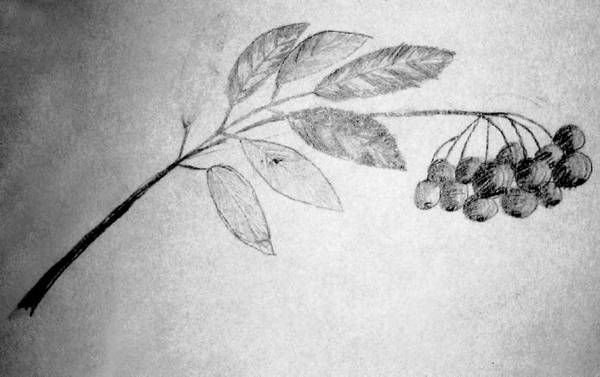 Ветка рябины цветными карандашами