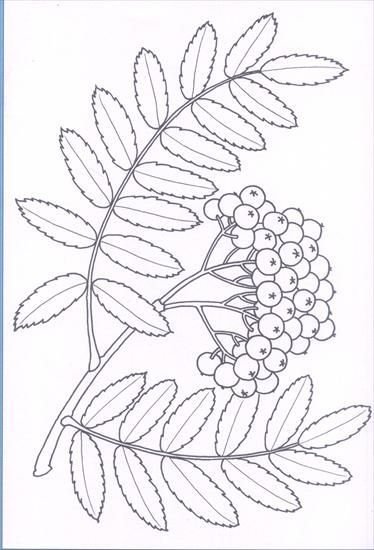 Ветка рябины контур