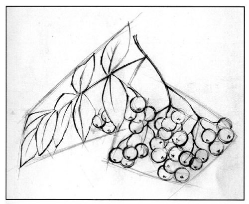 Ветка рябины рисование