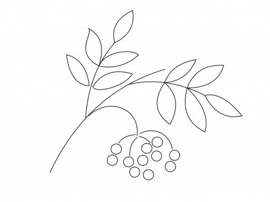 Гроздь рябины раскраска для детей