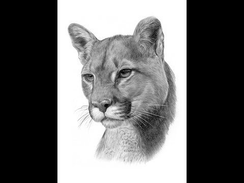 Голова Пумы рисунок карандашом