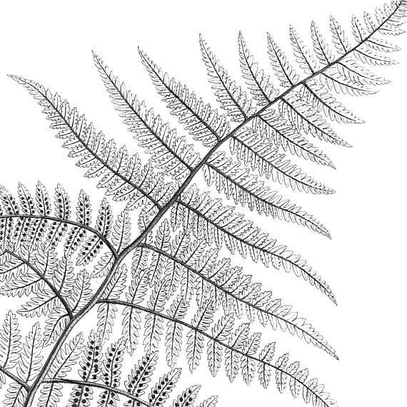 Листок папоротника