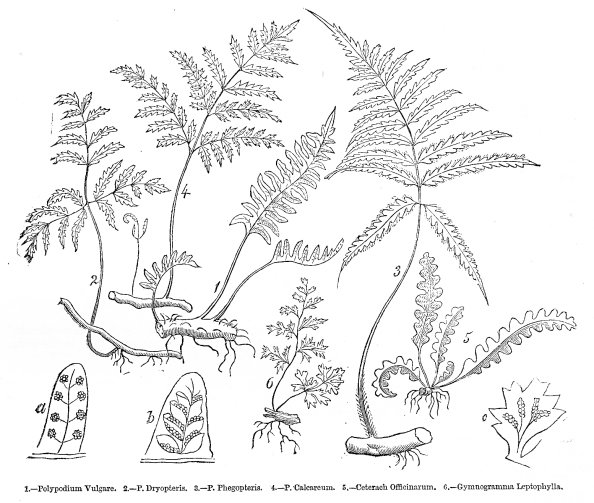 Папоротник раскраска для детей