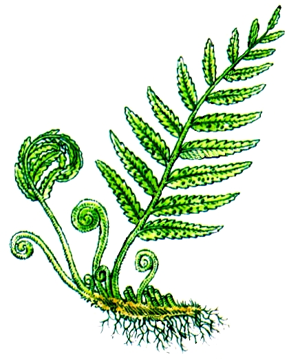 Папоротниковидные Плауновидные Хвощевидные