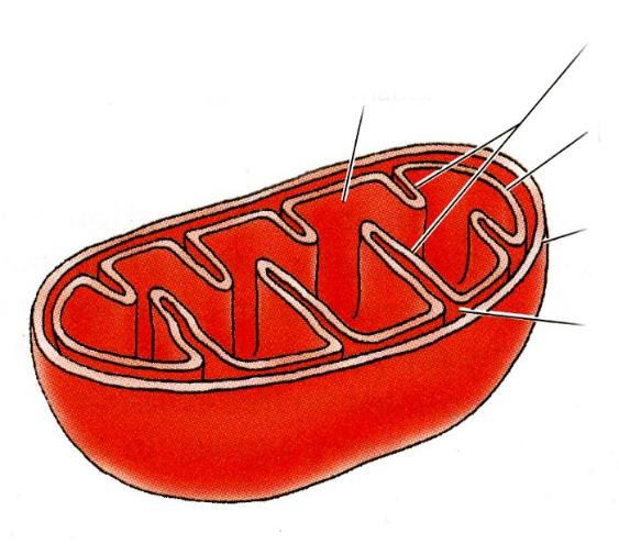 Митохондрии рисунок легкий
