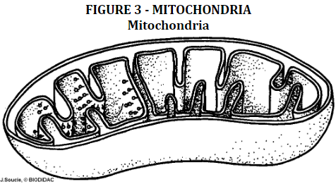 Митохондрии раскраска