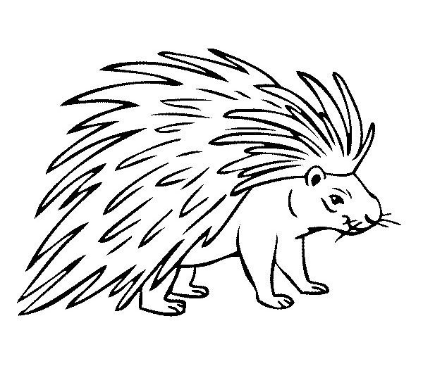 Дикобраз рисунок