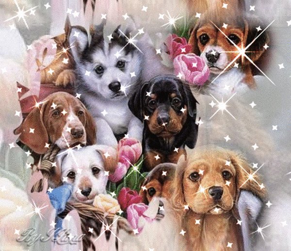 Блестящие собаки