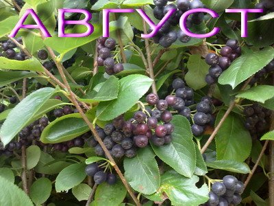 Макринин день Мокрины 1 августа