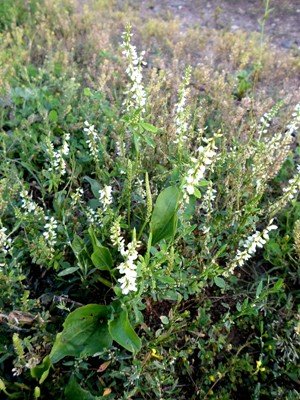 Макринин день, Мокрины