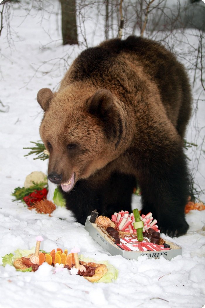 Заказать медведя поздравить