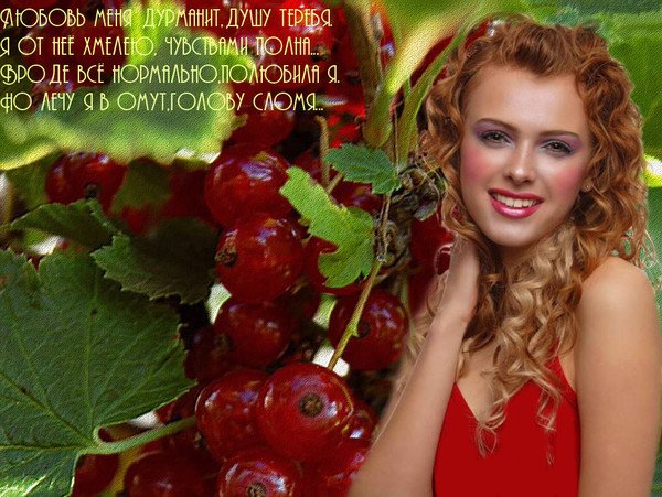 Смородина красная ночка