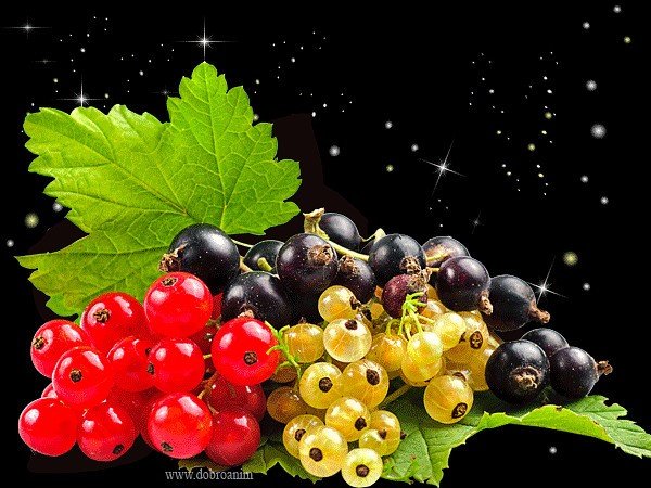 День смородины