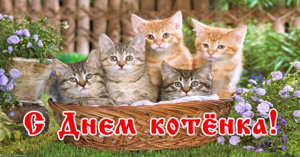 Всемирный день котят