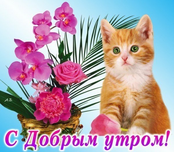 Открытки с добрым утром с котятами