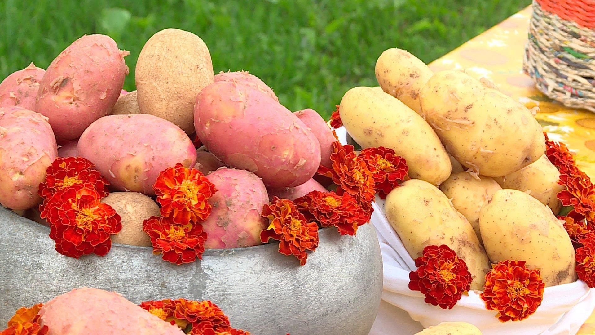 Как подарить картошку. День картошки. Праздник картофеля. Фестиваль картофеля. Международный день картошки.