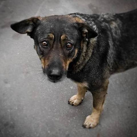 Дворняжка желто черный