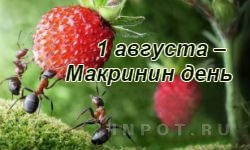 1 Августа день Макриды
