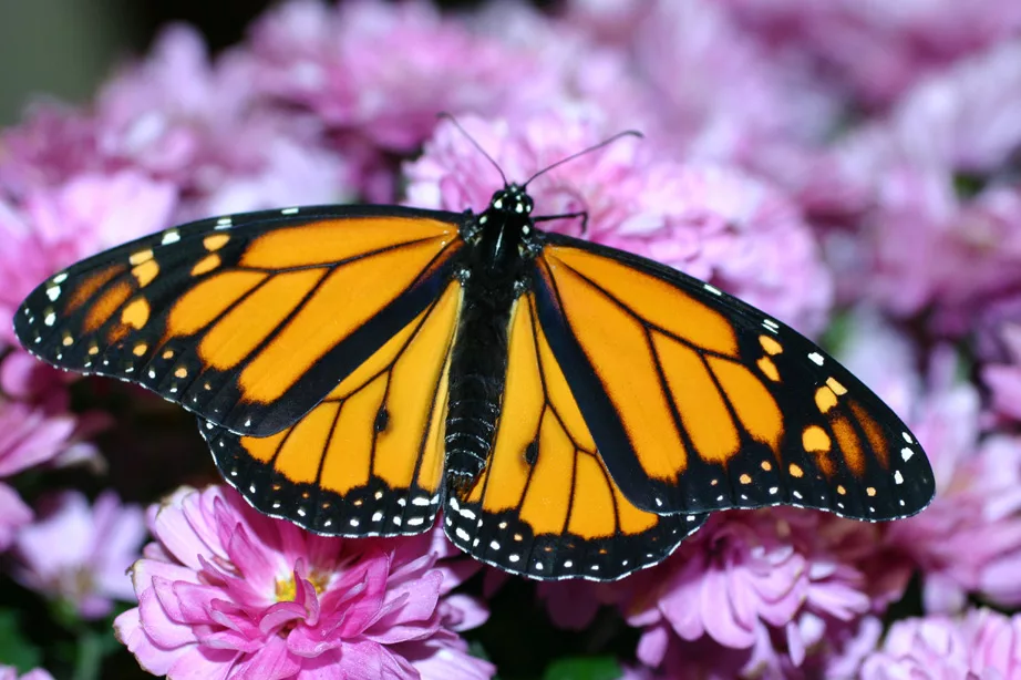 Картинка день бабочек. Данаида Монарх. День бабочки Монарх 5 февраля. Бабочки картинки. День бабочек.