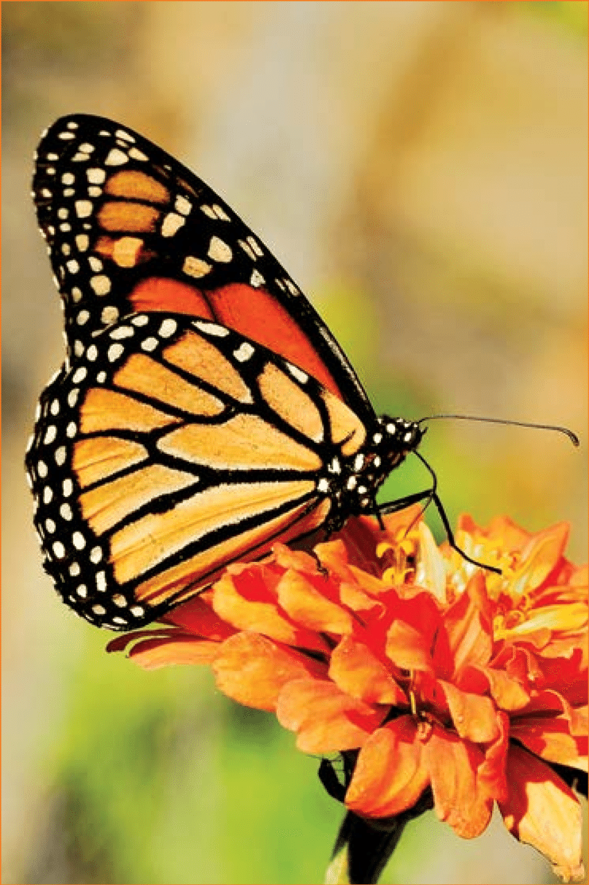 Картинка день бабочек. Бабочка Danaus plexippus. Бабочка Данаида Монарх (Danaus plexippus). День бабочки Монарх 5 февраля. Данаида Монарх ядовита.