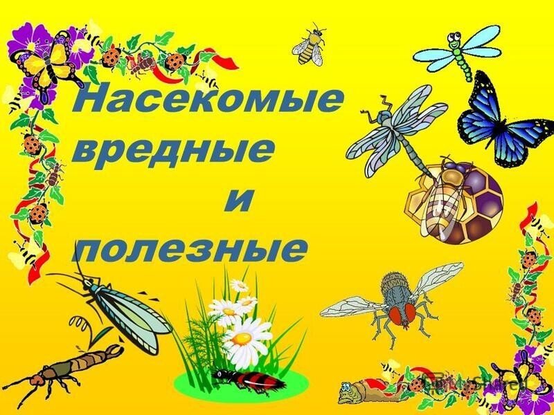 Тема насекомые в доу. Тема насекомые. Полезные насекомые. Вредные насекомые для детей в детском саду. День насекомых.