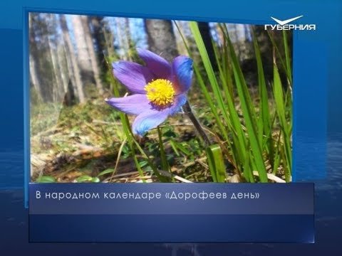 Дорофеев день 18 июня приметы