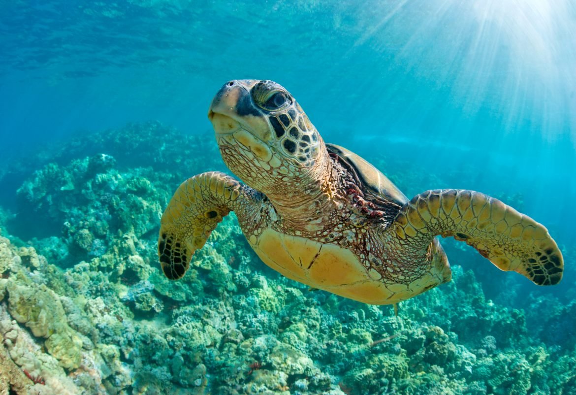 Коралловая черепаха
