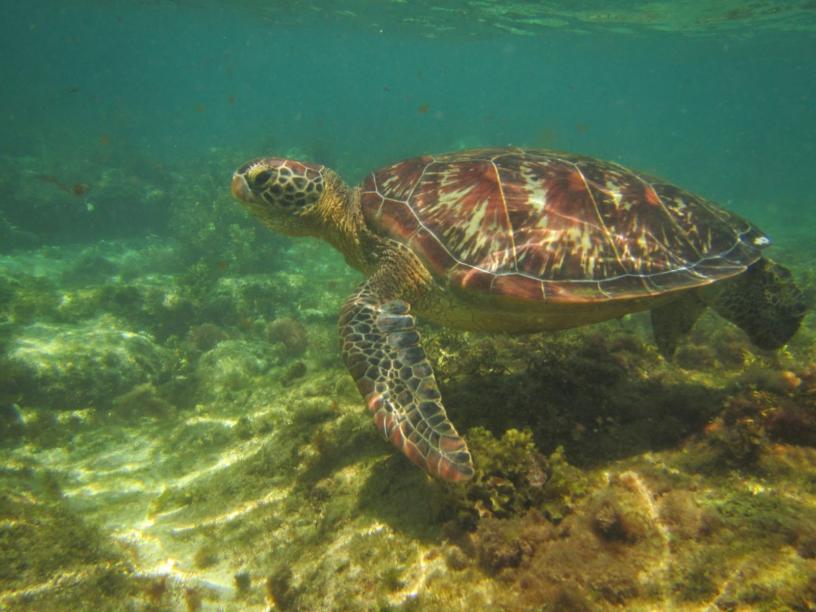 Всемирный день морских черепах 16 июня