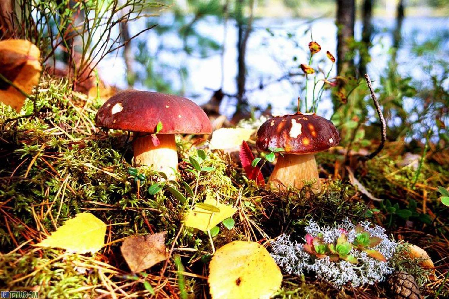 Мир природы грибы. Осенние грибы. Грибы в осеннем лесу. Осень грибы. Полянка с грибами.