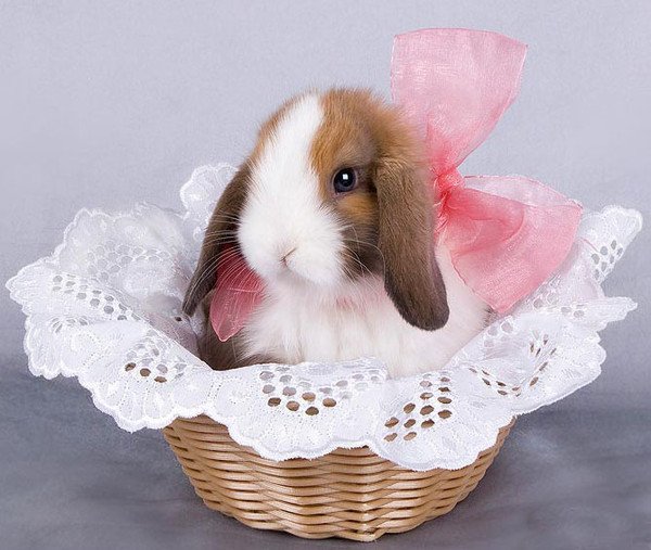 День кролика картинки (68 фото)