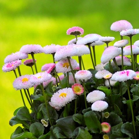 Маргаритки для Маргариты